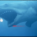 036jawsslides