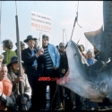 038jawsslides