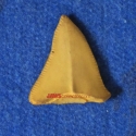 048tooth4