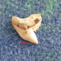 090OrigTigerSharkTooth