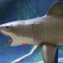 billwiegerBruce4