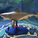 billwiegerBruce5