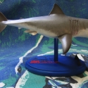billwiegerBruce7
